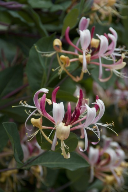 Lonicera periclymenum Belgica Select